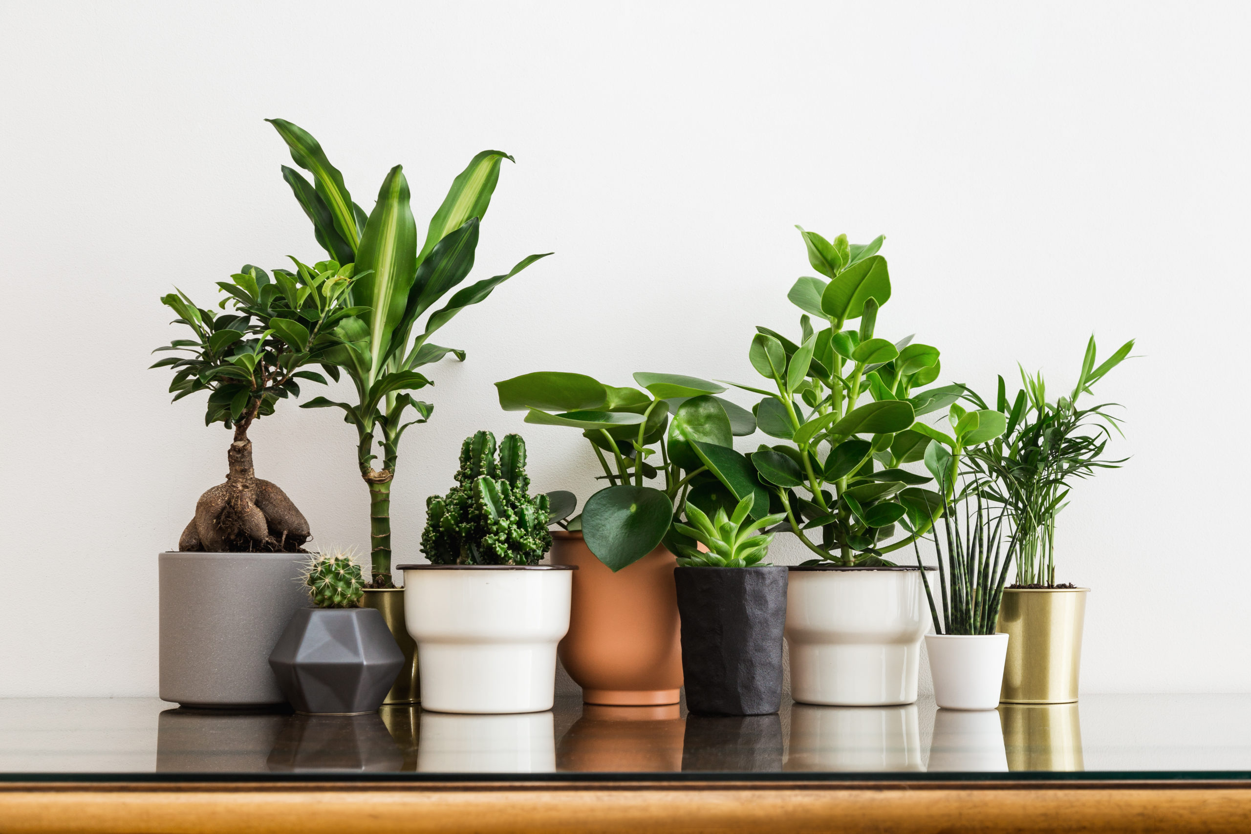 Introducing The UK's Favourite Houseplants - The People's Friend