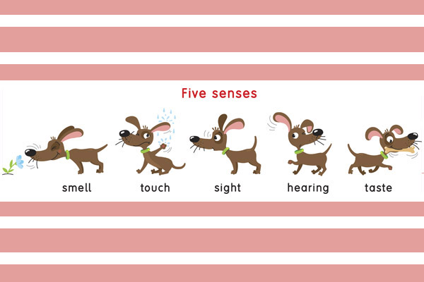 Five Senses In Writing Examples