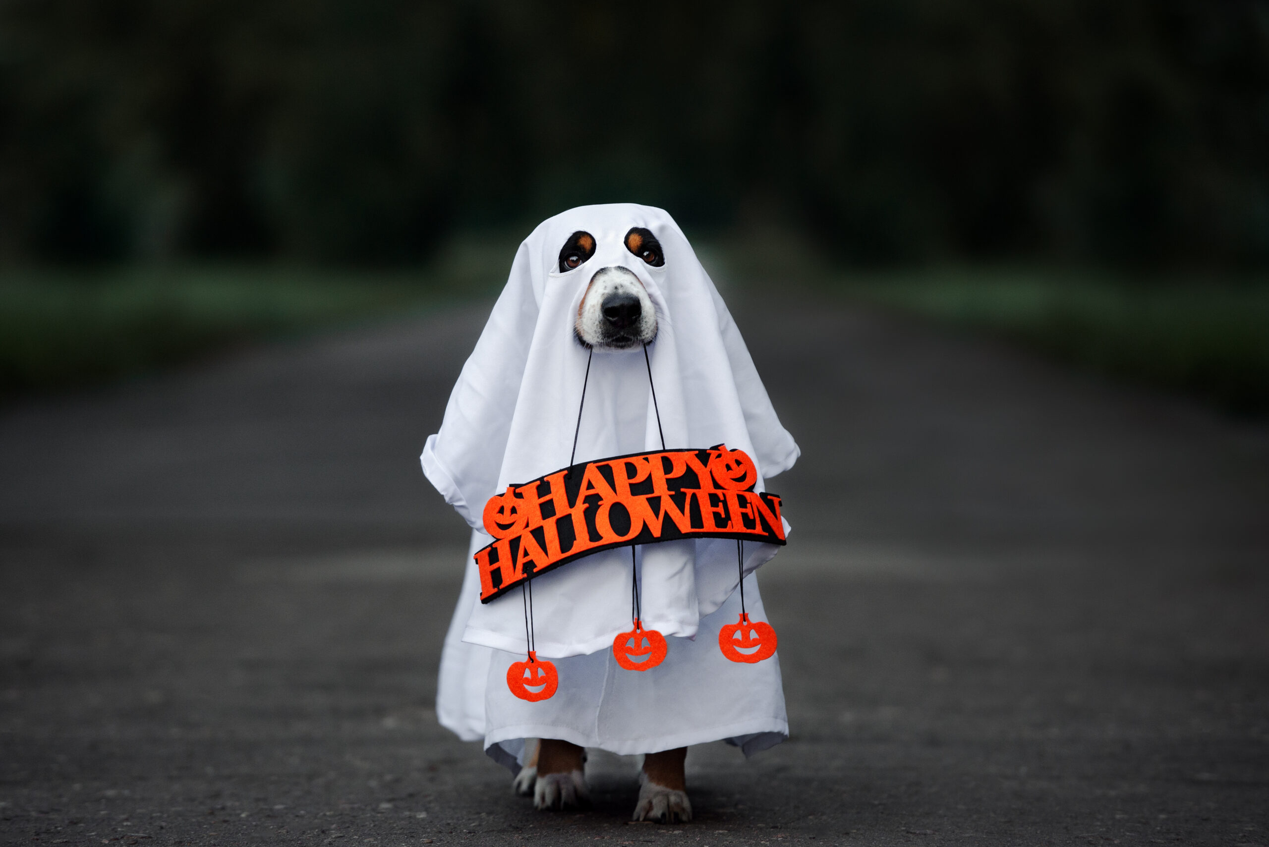 Halloween Traditions From Around The World - The People's Friend