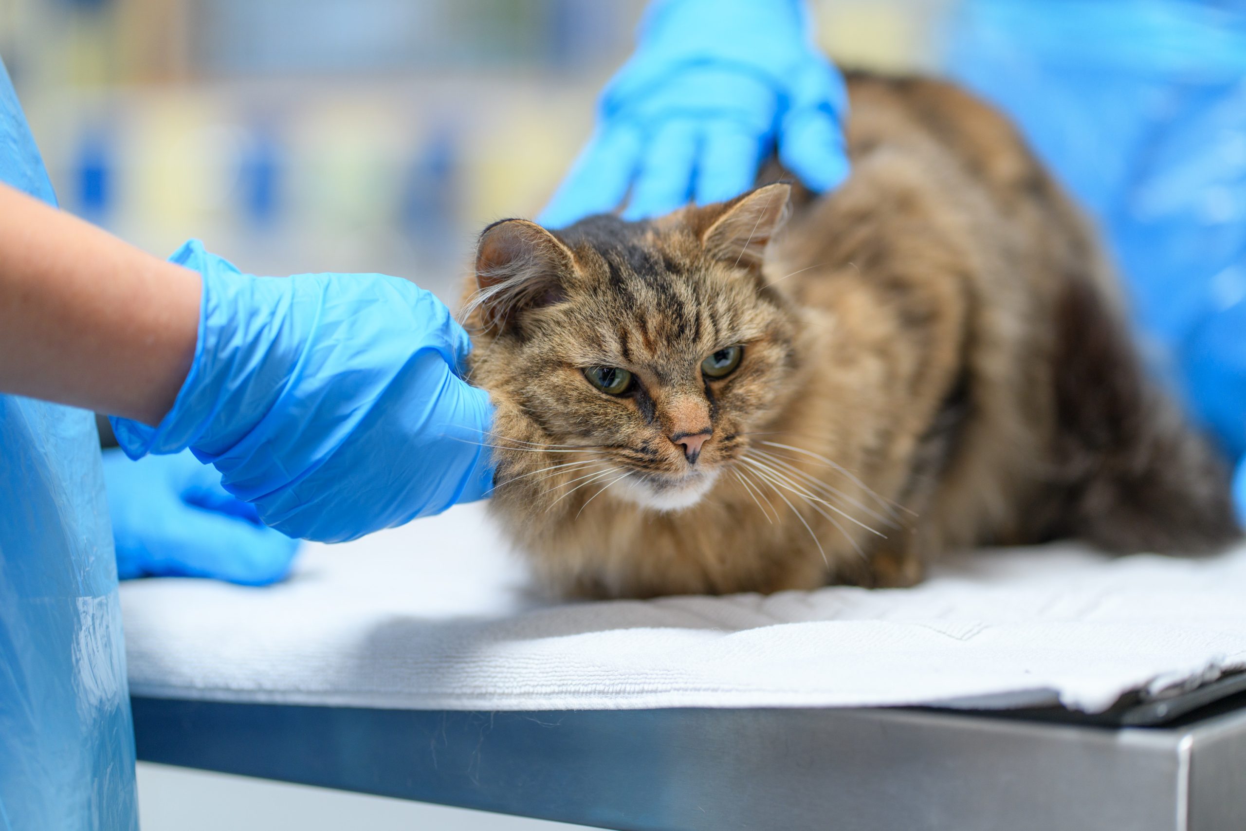 Helpful guide from Cats Protection about microchipping pet cats 